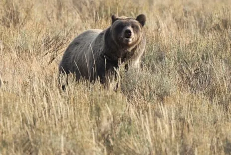 Trail Walker Injured by Bear in Wilderness Area Transported to Medical Facility