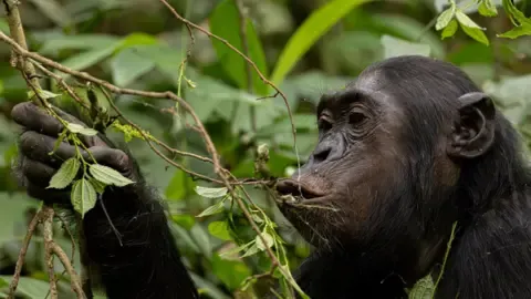 Chimpanzees Ingesting the Equivalent of One Lager Per Day from Fermented Fruits, Research Finds