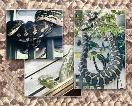 Welcoming the Reptiles in My Ceiling: An Evolution from Dread to Respect