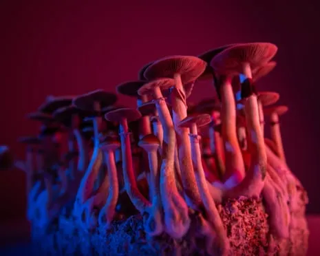 About Psychedelics by Justin Smith-Ruiu: A Philosophical Guide into Mind-Altering Compounds