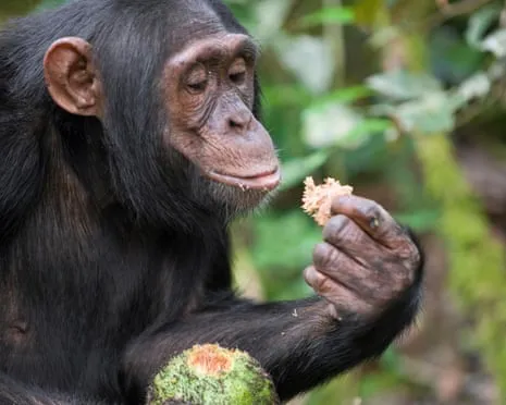 Chimpanzees Ingest Daily Alcohol Comparable to a Beer from Ripe Figs